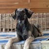 MAHE, chiot mâle Berger Créole