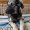 MAHE, chiot mâle Berger Créole