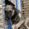 MAHE, chiot mâle Berger Créole