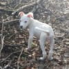 YUKEE, chiot femelle Berger Créole