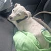 YUKEE, chiot femelle Berger Créole