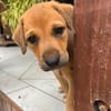 ✨️ TASHA ✨️ 🐶