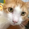 ✨️ ENZO ✨️ 🐱