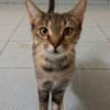 ✨️ ODELIA ✨️ 🐱