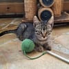 ✨️ KAÏ ✨️ 🐱
