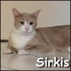 Sirkis