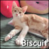 Biscuit