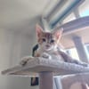 Biscuit