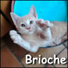 Brioche