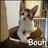 Bouh