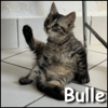Bulle