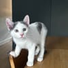 Bonbon