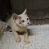 ✨️ MOUSSON ✨️ 🐱