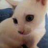 ✨️ MOUSSON ✨️ 🐱