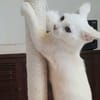 ✨️ MOUSSON ✨️ 🐱