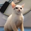 ✨️ MOUSSON ✨️ 🐱
