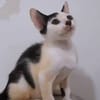 ✨️ NESTOR ✨️ 🐱