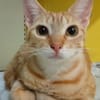 ✨️ DORY ✨️ 🐱