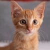 ✨️ COOPER ✨️ 🐱