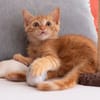✨️ COOPER ✨️ 🐱