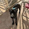 ✨️ NYXE ✨️ 🐶