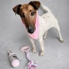 Roxi -Charmante Hundedame sucht ein liebevolles Zuhause!