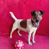 Roxi -Charmante Hundedame sucht ein liebevolles Zuhause!