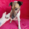 Roxi -Charmante Hundedame sucht ein liebevolles Zuhause!