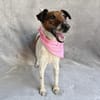 Roxi -Charmante Hundedame sucht ein liebevolles Zuhause!