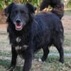 LENNOX jetzt auf PS in 65597 Hünfelden