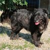 LENNOX jetzt auf PS in 65597 Hünfelden
