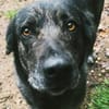 Mirabelle - freundliche Hundedame