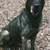 Mirabelle - freundliche Hundedame