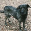 Mirabelle - freundliche Hundedame