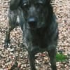Mirabelle - freundliche Hundedame