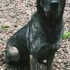 Mirabelle - freundliche Hundedame