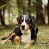 Rocky wartet in Weddingstedt