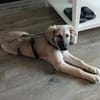 Verschmuste Blanca sucht liebe Hundekenner