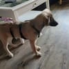Verschmuste Blanca sucht liebe Hundekenner