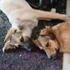 Verschmuste Blanca sucht liebe Hundekenner