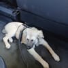 Verschmuste Blanca sucht liebe Hundekenner
