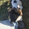 freundliche & verschmuste ELOISE