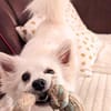 Stella - ist intelligent&verspielt