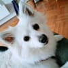 Stella - ist intelligent&verspielt