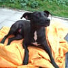 BLACKA sucht DRINGEND! ........