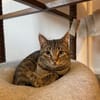 Simba u. Carlos suchen ein ruhiges Zuhause