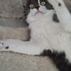 Simba u. Carlos suchen ein ruhiges Zuhause