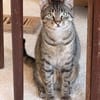 Simba u. Carlos suchen ein ruhiges Zuhause