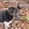 TOMMY sucht liebevolles Zuhause