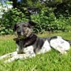 TOMMY sucht liebevolles Zuhause
